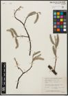 Foto von Salix alaxensis (Andersson) Coville